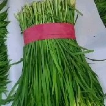 精品韭菜大量有货，有需要的联系。