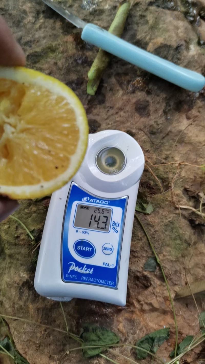 冰糖橙产地大量销售中，红皮红肉，口感纯甜，无酸味，甜甜甜