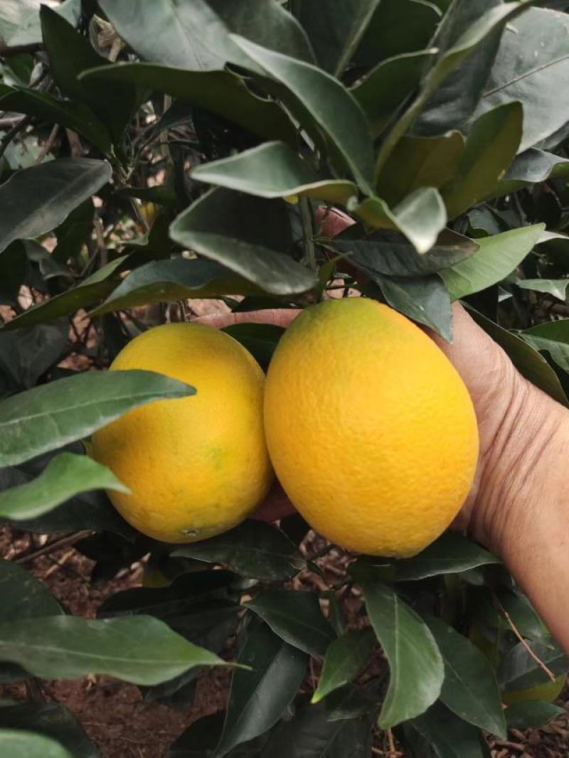 【畅销脐橙】湖南纽荷尔脐橙加密品质有保证。产地直发