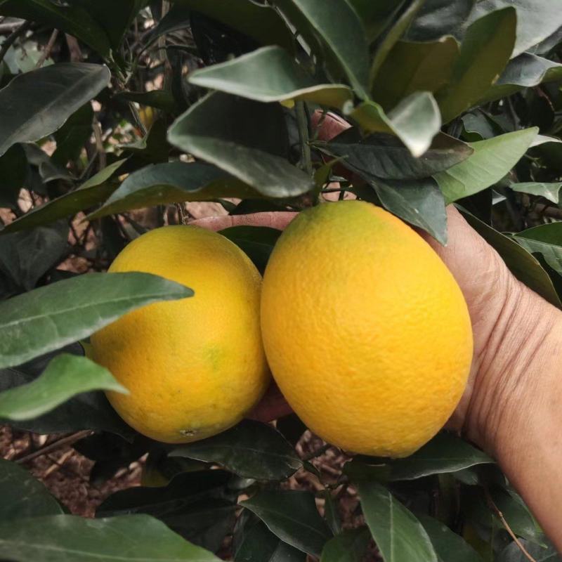 【畅销脐橙】湖南纽荷尔脐橙加密品质有保证。产地直发