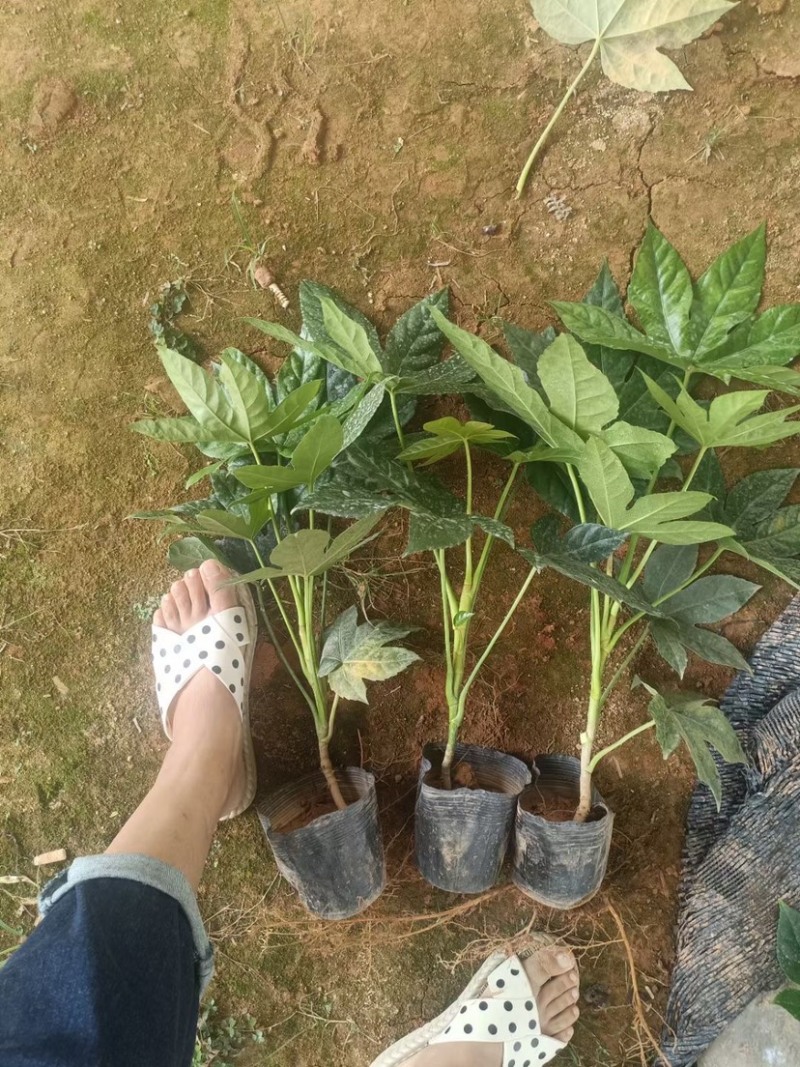 八角金盘自家基地大量生产现货供应需要可以联系