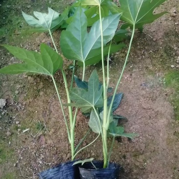 八角金盘自家基地大量生产现货供应需要可以联系