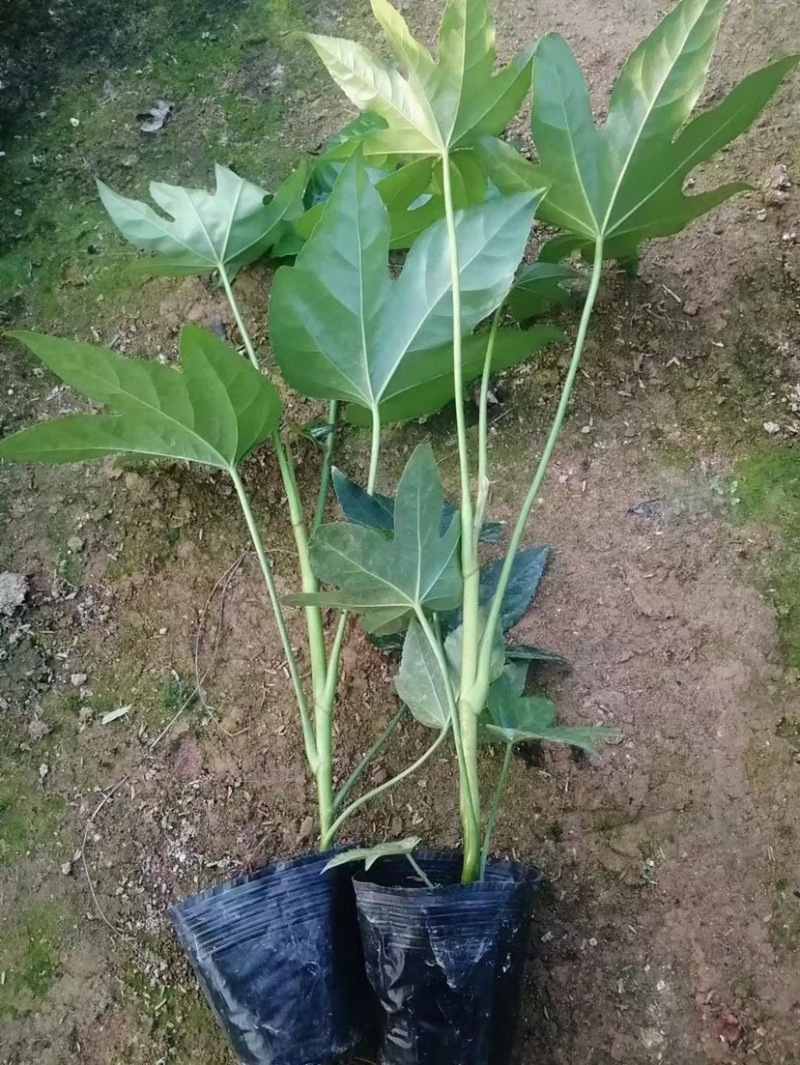 八角金盘自家基地大量生产现货供应需要可以联系