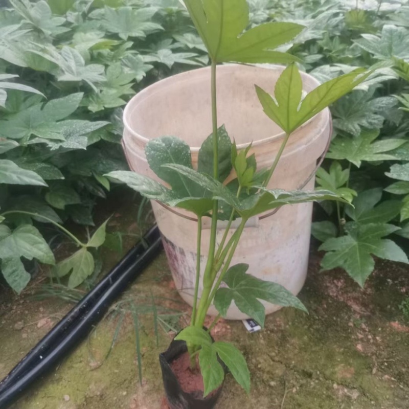 八角金盘自家基地大量生产现货供应需要可以联系