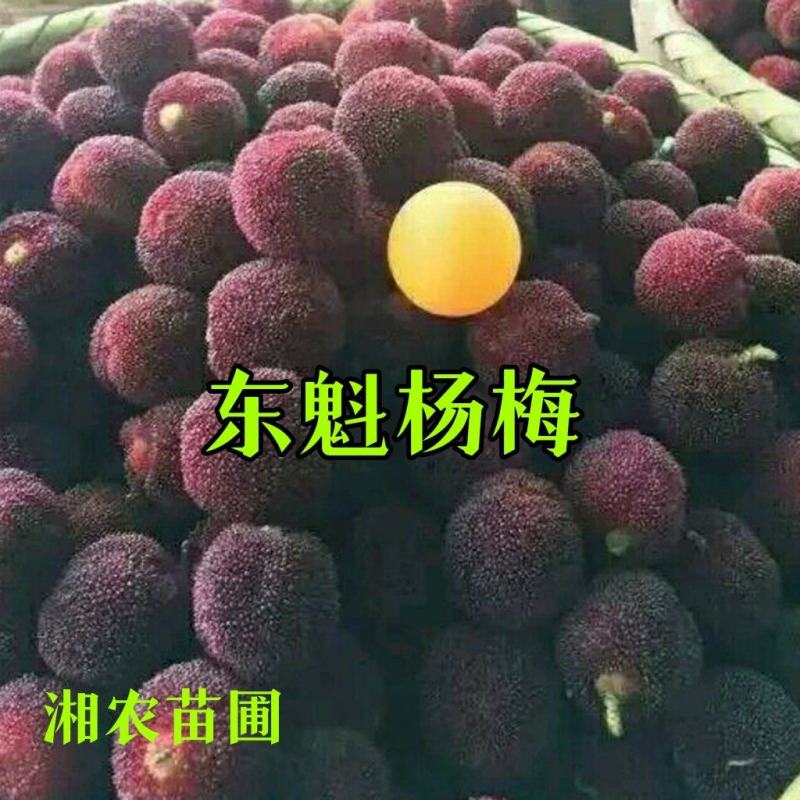 东魁杨梅苗，正宗东魁杨梅苗，杨梅之乡包邮！