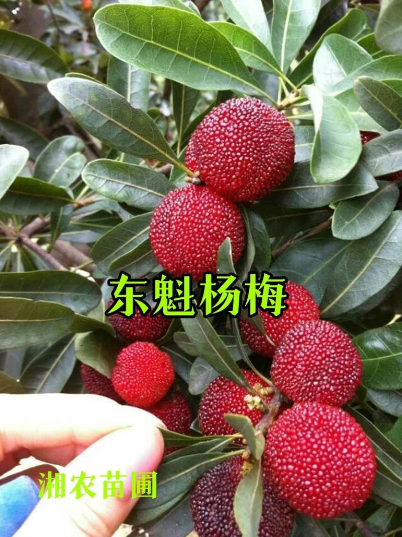 东魁杨梅苗，正宗东魁杨梅苗，杨梅之乡包邮！