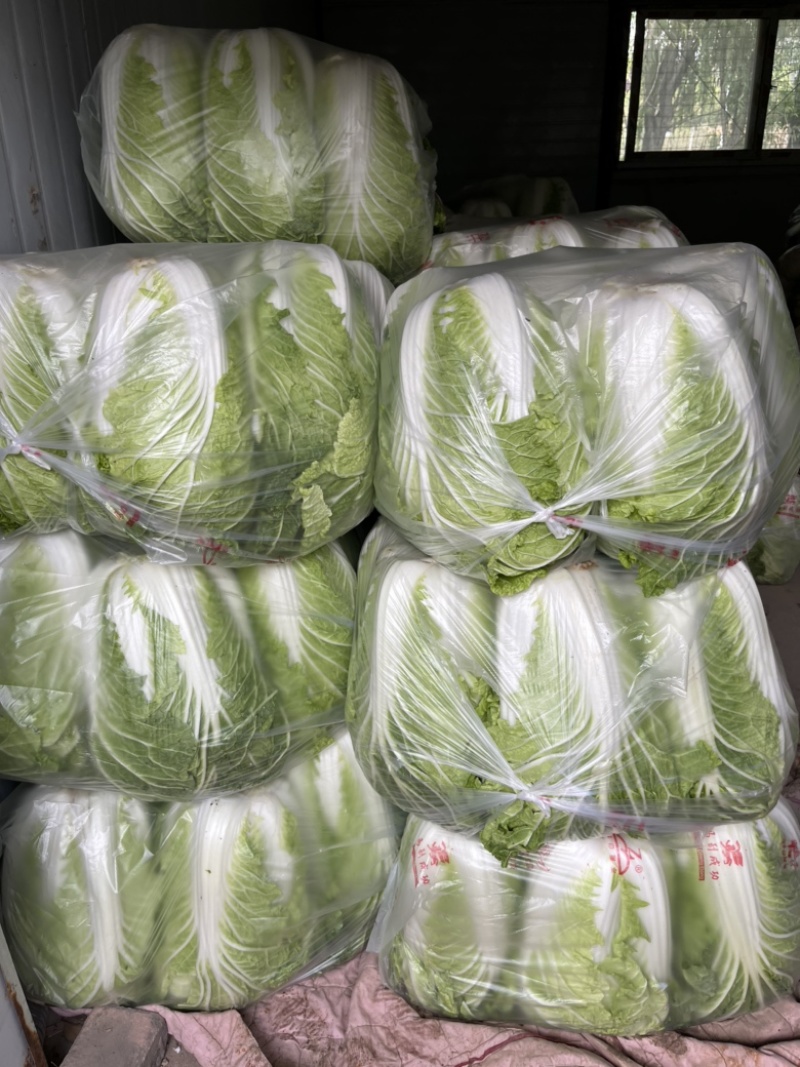 白菜大白菜秋宝青杂三号黄心白菜净菜毛菜一手货源