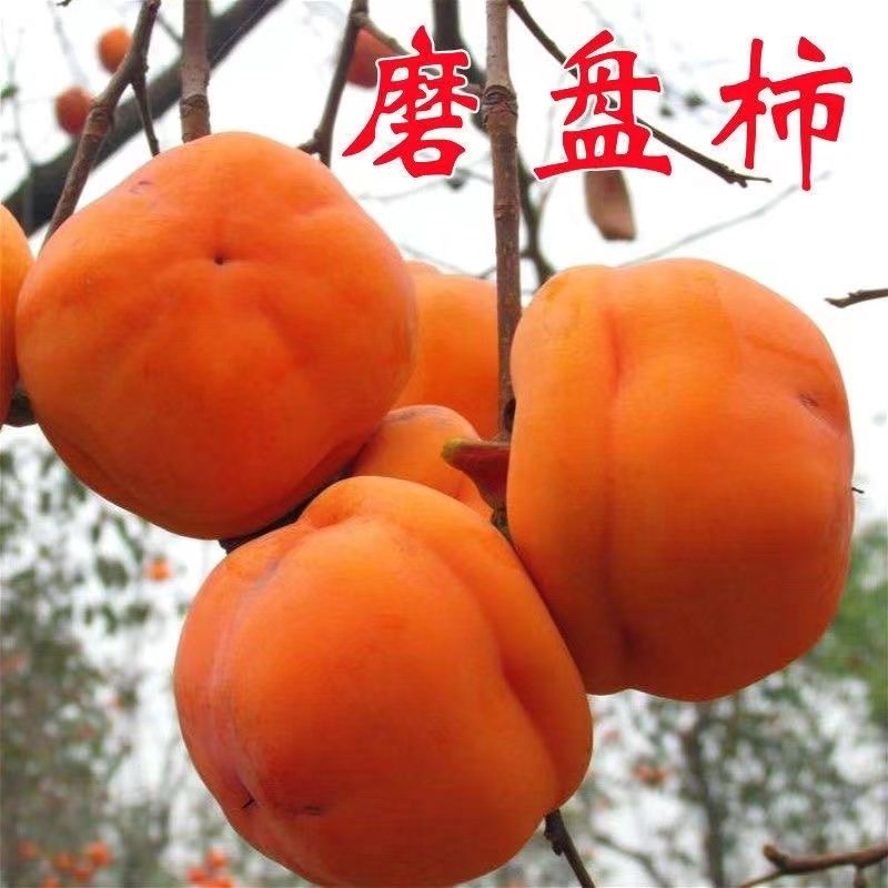 山东柿子树苗脆甜柿磨盘柿牛心柿特大柿子树