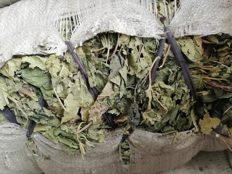 青桑叶大量抛售