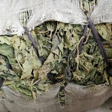 青桑叶大量抛售