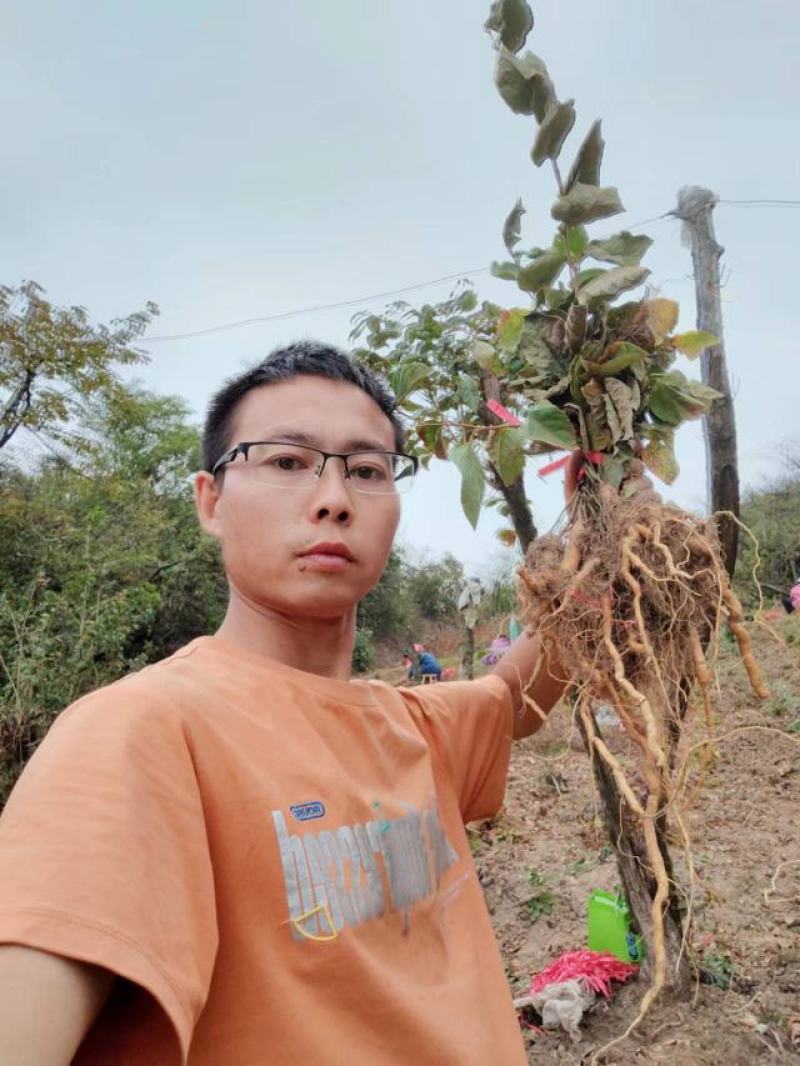 虎杖种子