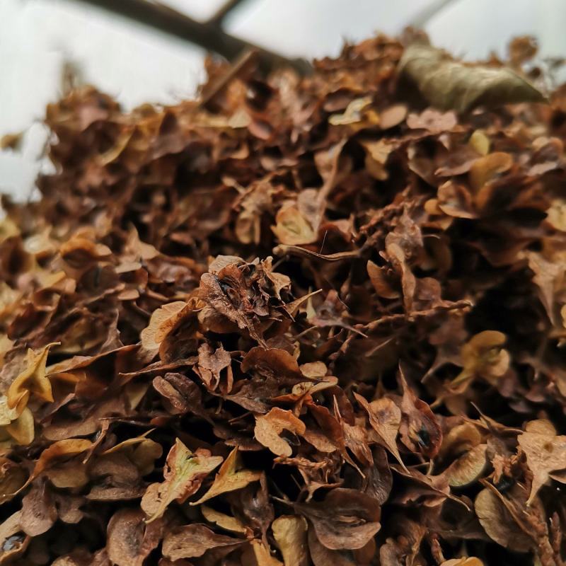 虎杖种子
