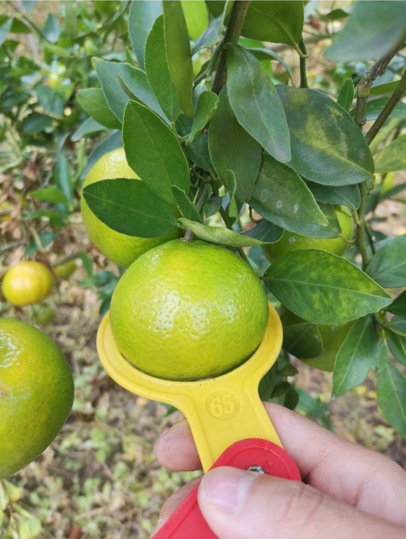 皇帝柑山地种植皇帝柑皮薄汁多大量上市百家果大量供应