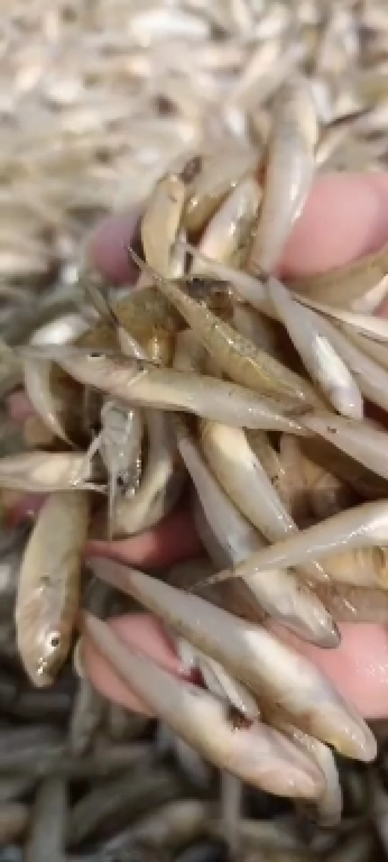 散冻小麦穗小黄鱼批发