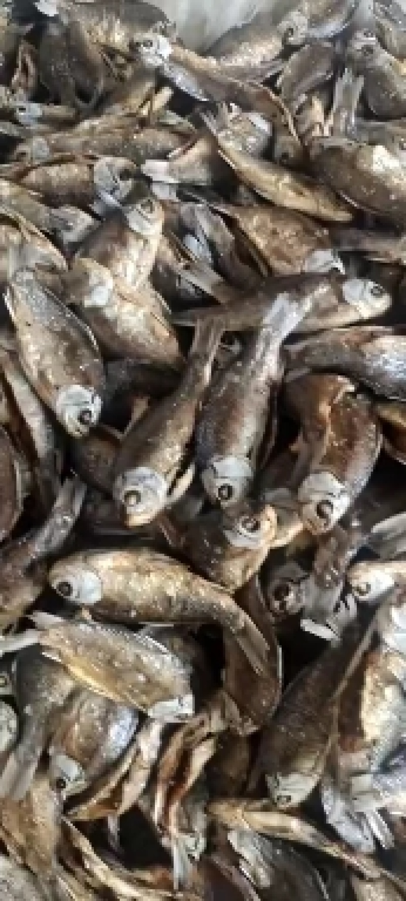散冻小麦穗小黄鱼批发