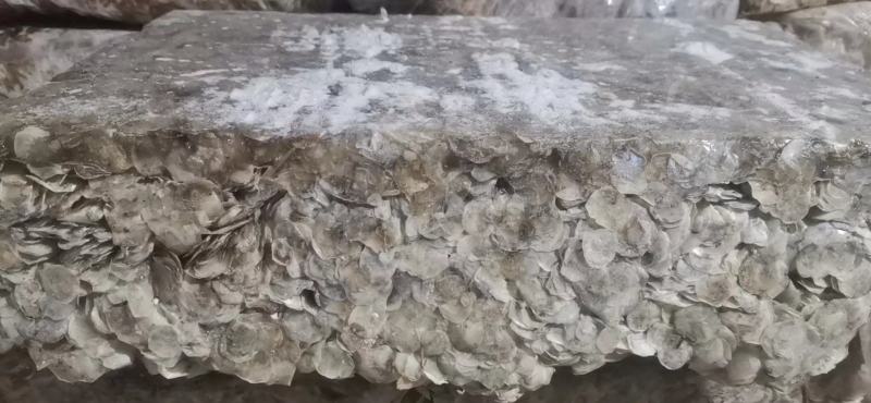 散冻小麦穗小黄鱼批发