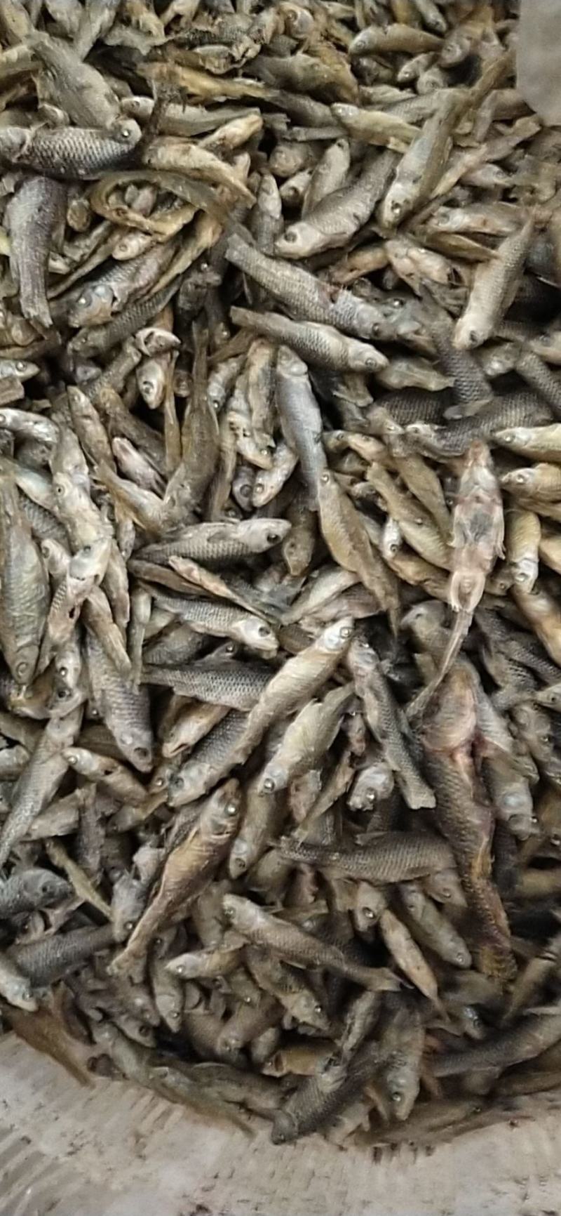 散冻小麦穗小黄鱼批发