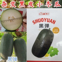 杂交黑皮小冬瓜种子北京硕源黑皮礼品冬瓜迷你型黑冬瓜种子