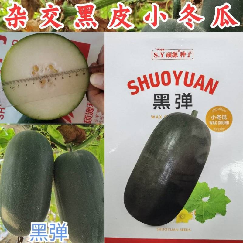 杂交黑皮小冬瓜种子北京硕源黑皮礼品冬瓜迷你型黑冬瓜种子