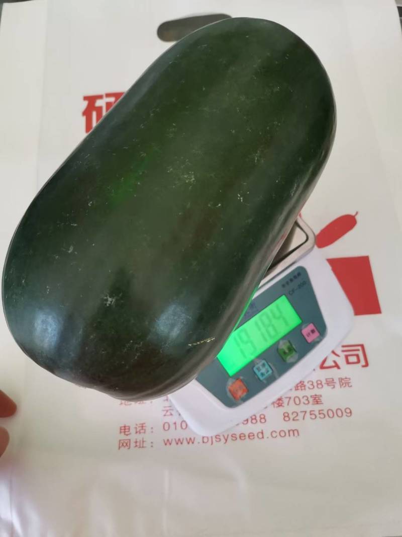 杂交黑皮小冬瓜种子北京硕源黑皮礼品冬瓜迷你型黑冬瓜种子