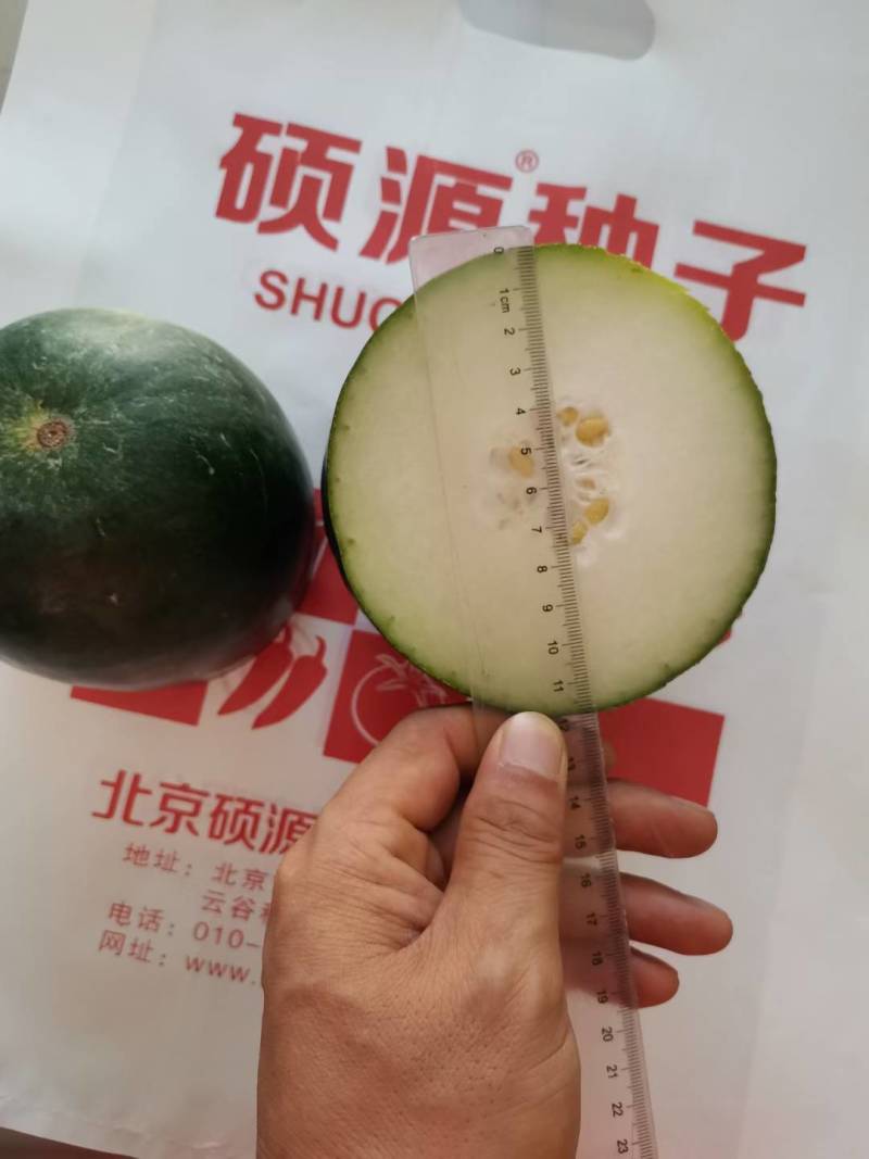 杂交黑皮小冬瓜种子北京硕源黑皮礼品冬瓜迷你型黑冬瓜种子