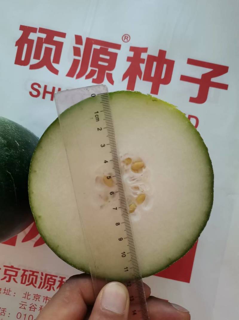 杂交黑皮小冬瓜种子北京硕源黑皮礼品冬瓜迷你型黑冬瓜种子