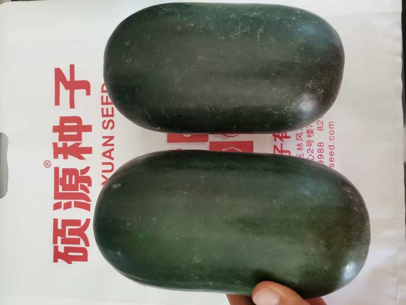 杂交黑皮小冬瓜种子北京硕源黑皮礼品冬瓜迷你型黑冬瓜种子