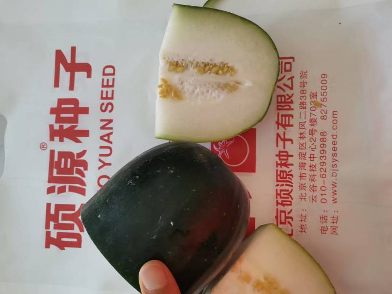 杂交黑皮小冬瓜种子北京硕源黑皮礼品冬瓜迷你型黑冬瓜种子