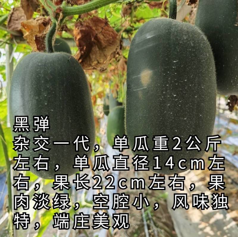 杂交黑皮小冬瓜种子北京硕源黑皮礼品冬瓜迷你型黑冬瓜种子