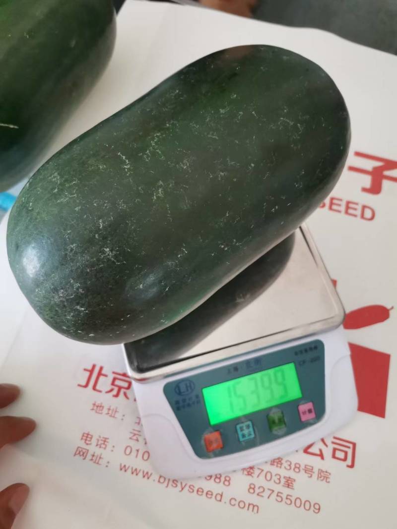 杂交黑皮小冬瓜种子北京硕源黑皮礼品冬瓜迷你型黑冬瓜种子