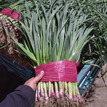 泰安红根蒜苗