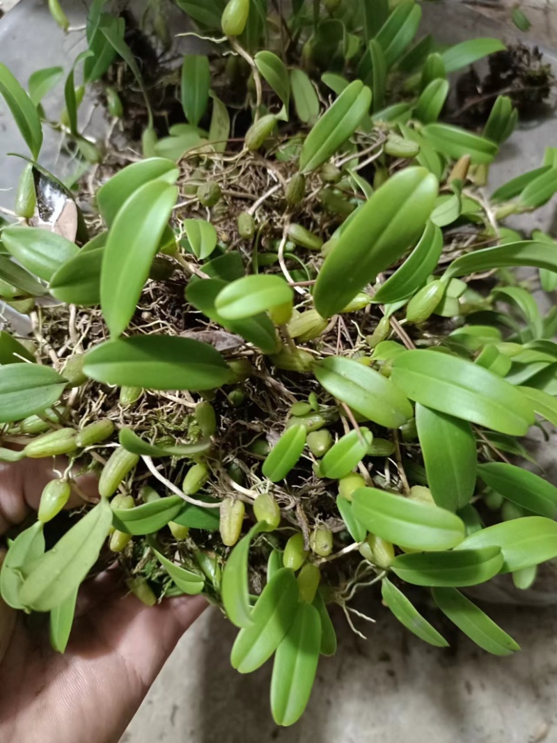 单叶小果石橄榄，需要的遇速联系