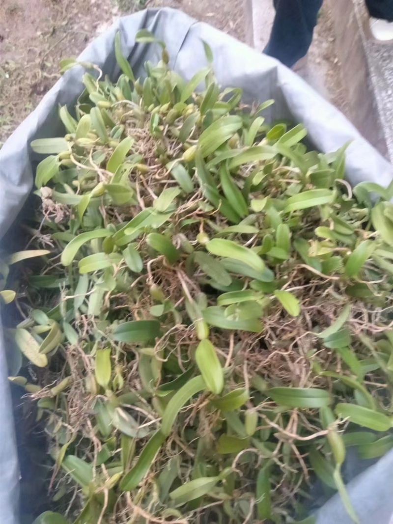 单叶小果石橄榄，需要的遇速联系