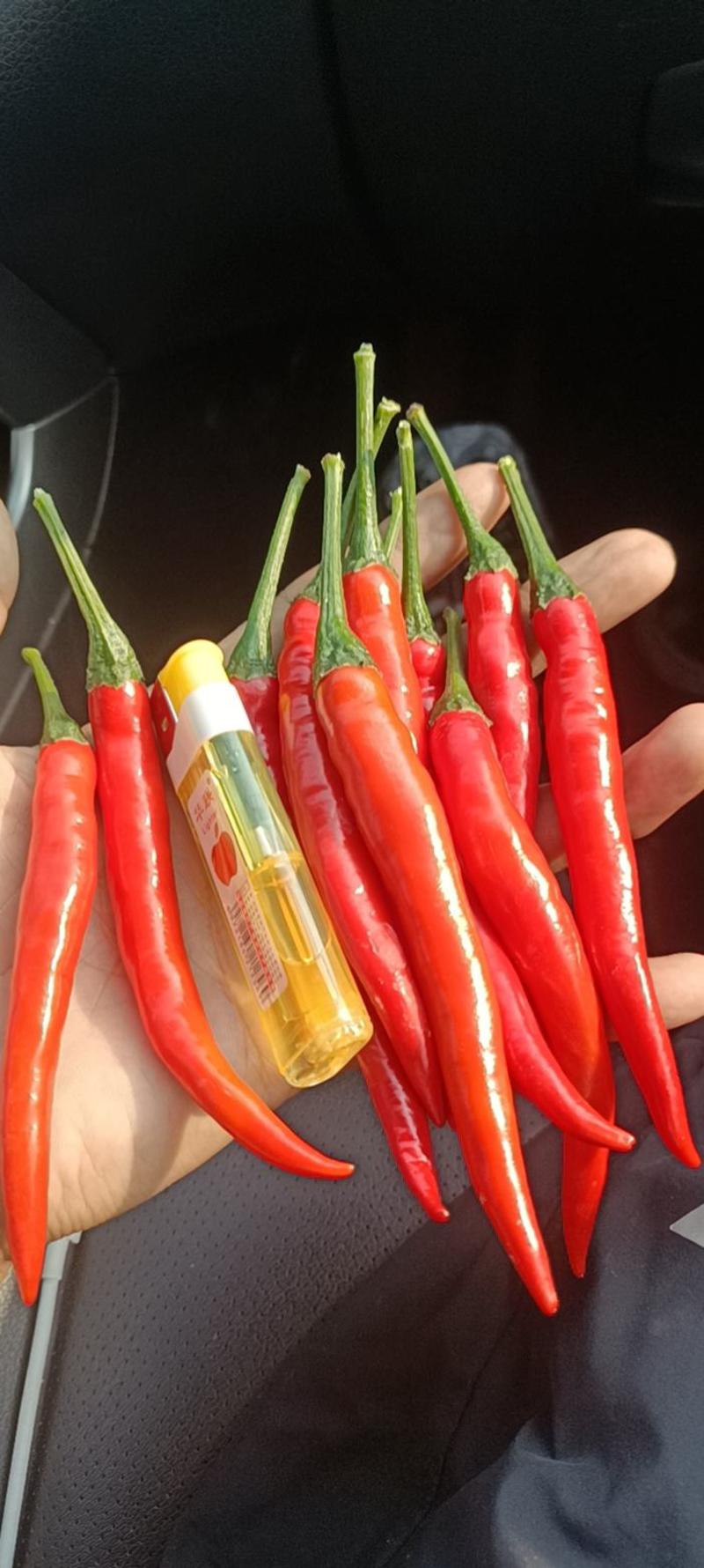 广西小米椒朝天椒质量保证货源充足支持代发欢迎咨询