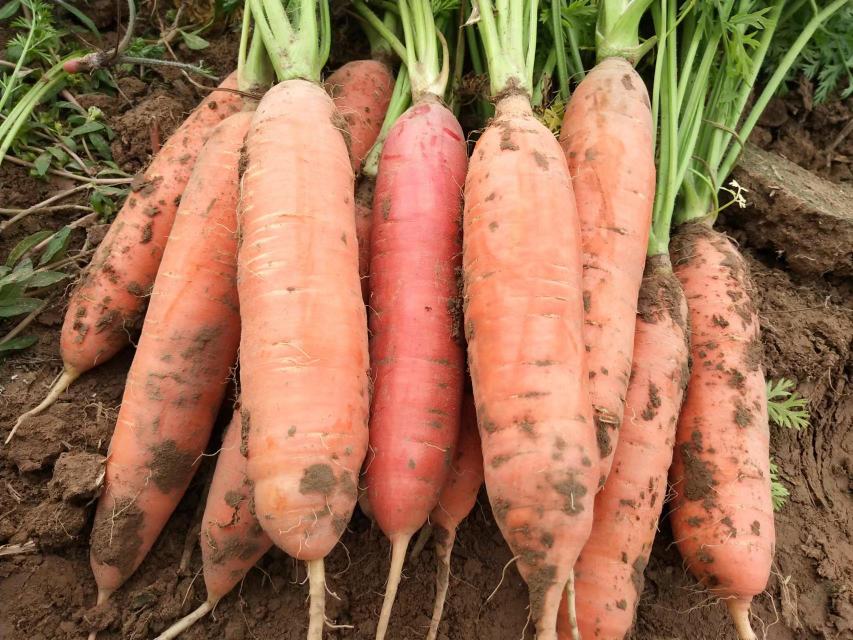 胡萝卜沙拉配橄榄油