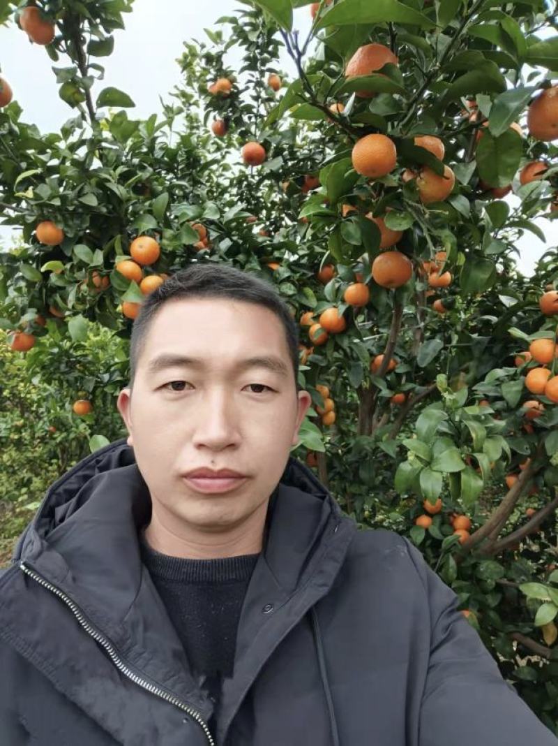 砂糖桔沙糖桔色泽鲜亮皮薄汁甜果园直摘大吨位供应