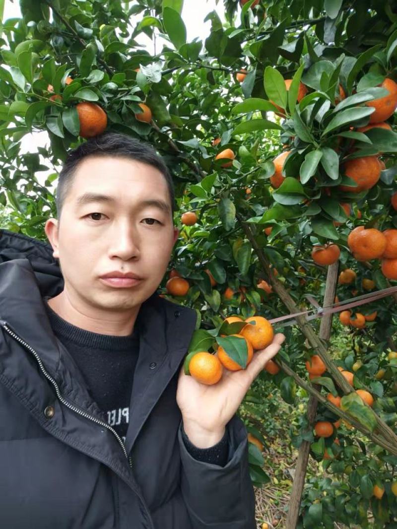 砂糖桔沙糖桔色泽鲜亮皮薄汁甜果园直摘大吨位供应