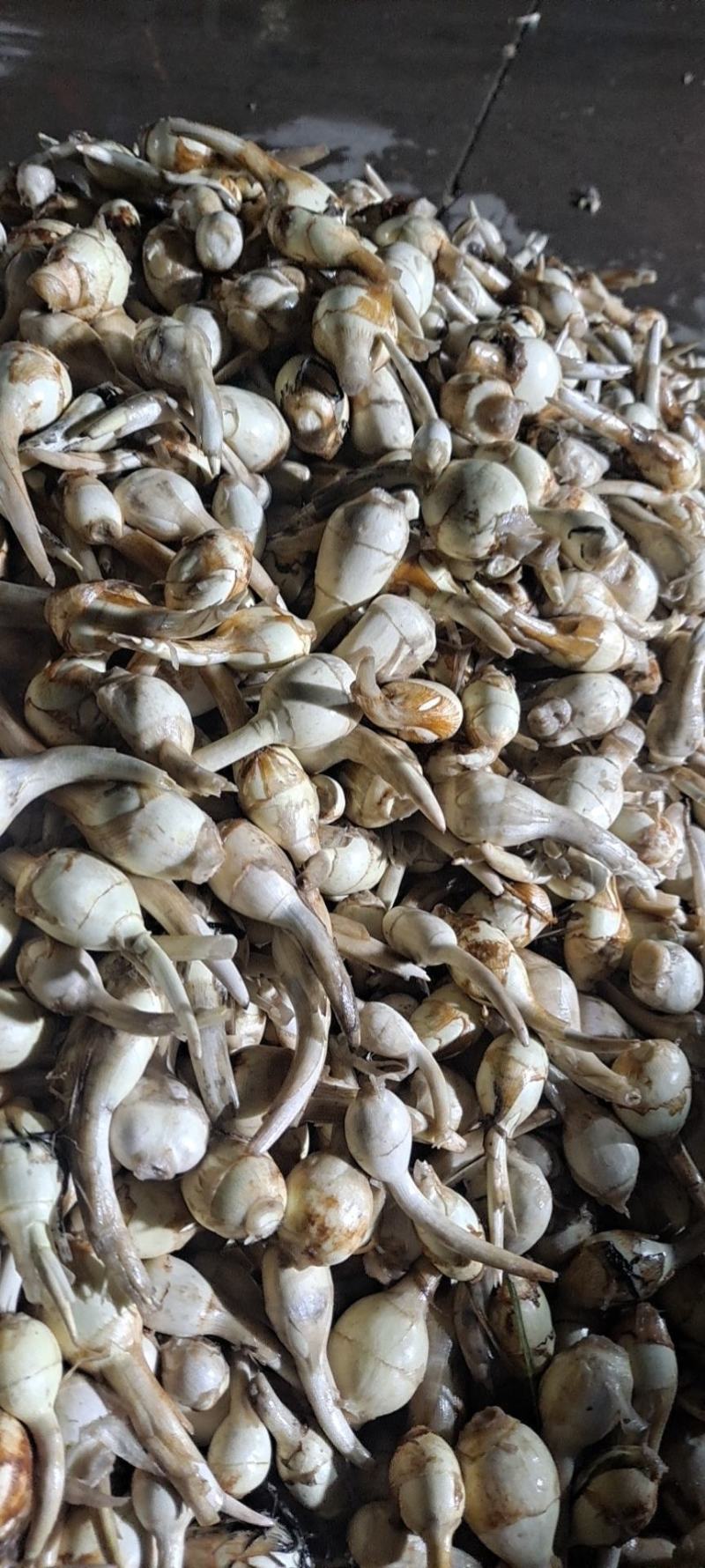 紫皮茨菇