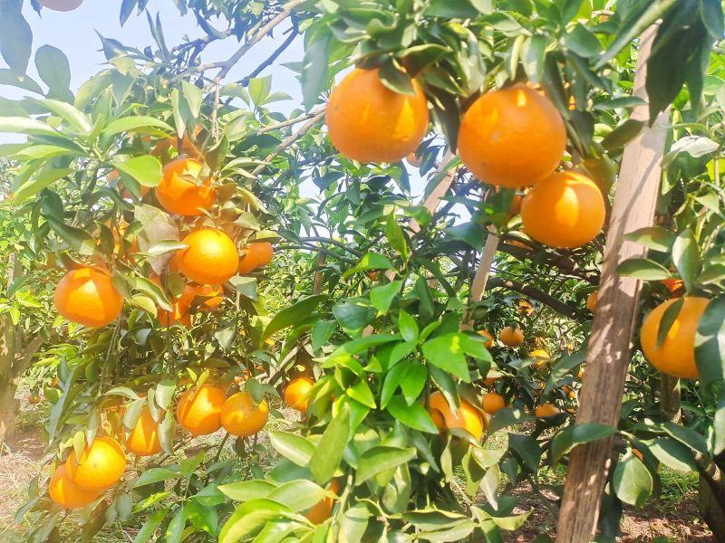 爱媛橙，四川橙子，一件代发，甜度高，质量好，欢迎进店