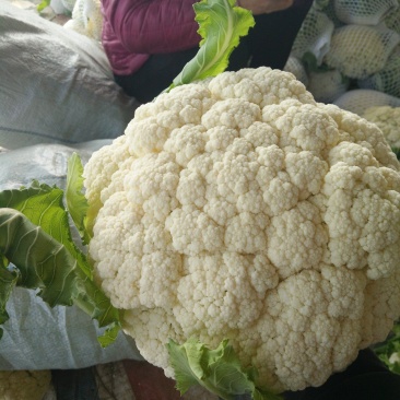 【荐】花菜徐州白面青梗松花菜大量上市一手货源量大