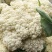 【荐】花菜徐州白面青梗松花菜大量上市一手货源量大