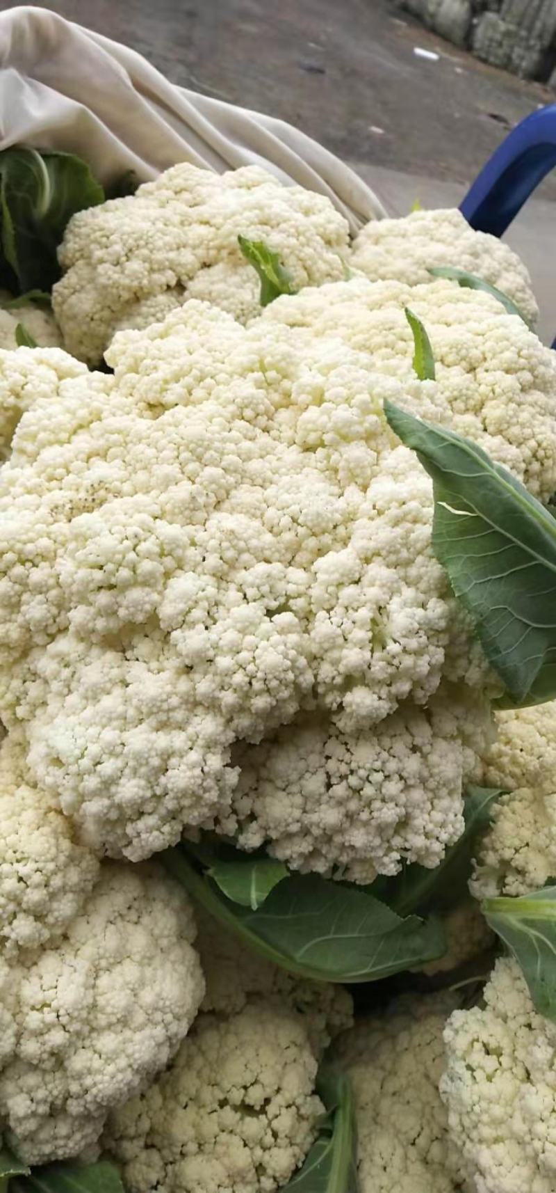 【荐】花菜徐州白面青梗松花菜大量上市一手货源量大