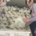 【荐】花菜徐州白面青梗松花菜大量上市一手货源量大