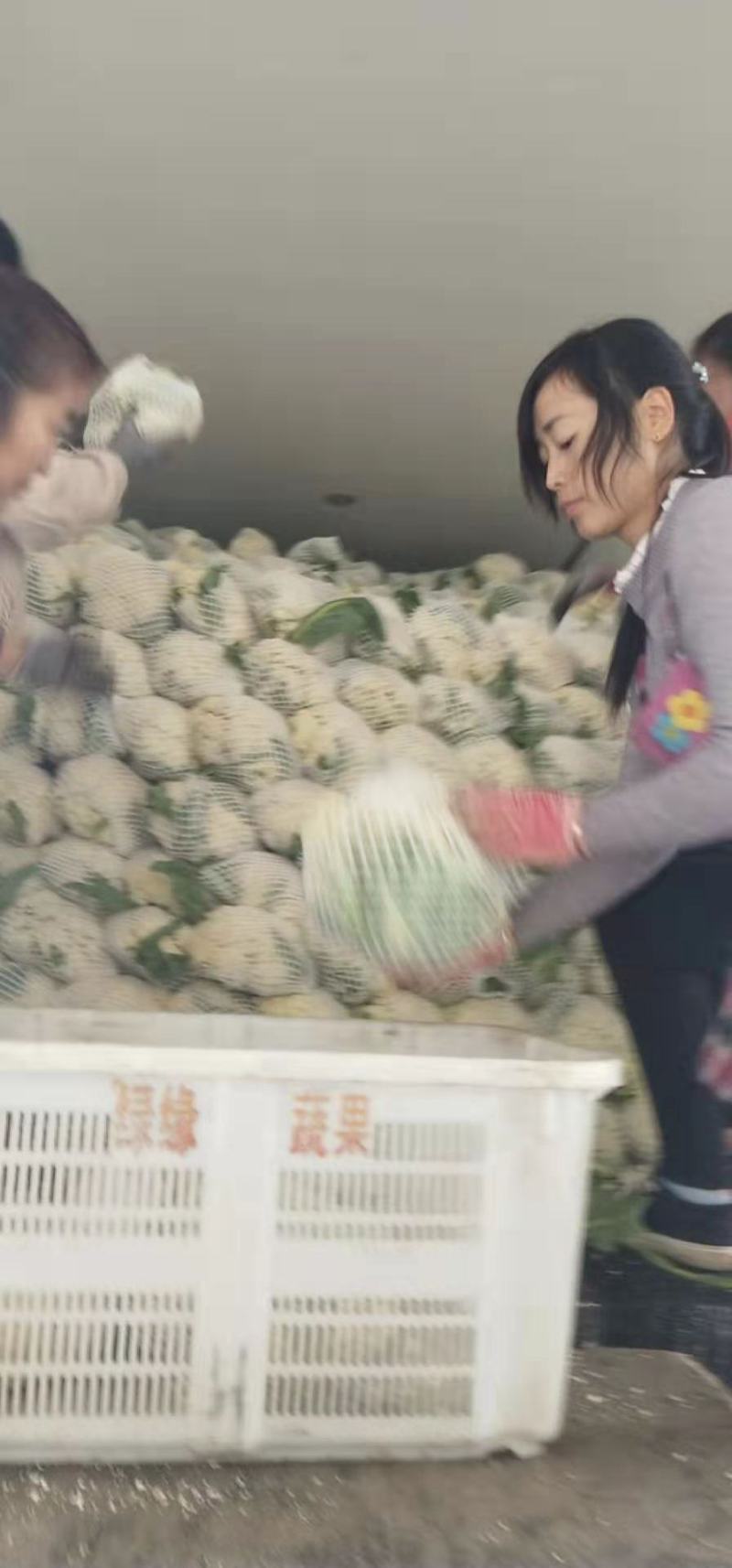 【荐】花菜徐州白面青梗松花菜大量上市一手货源量大