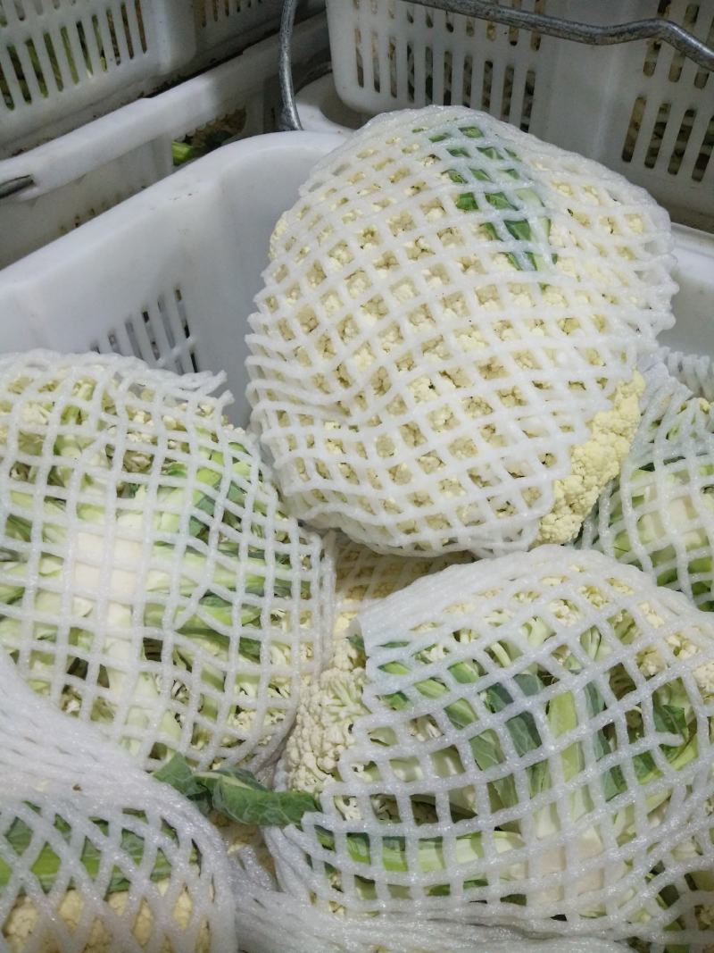 【荐】花菜徐州白面青梗松花菜大量上市一手货源量大