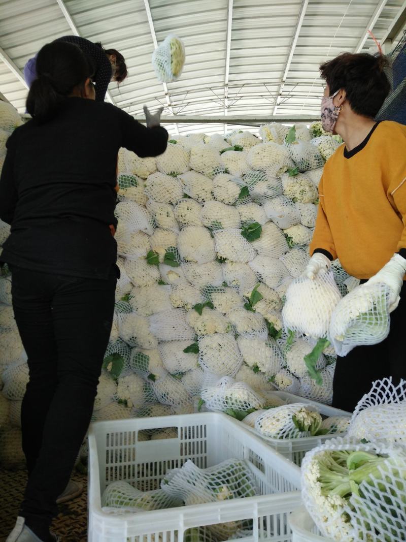 【荐】花菜徐州白面青梗松花菜大量上市一手货源量大