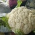 【荐】花菜徐州白面青梗松花菜大量上市一手货源量大