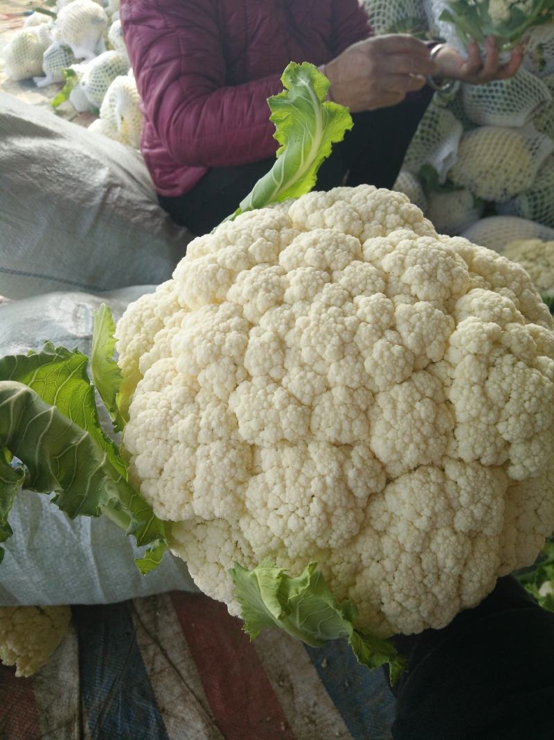 【荐】花菜徐州白面青梗松花菜大量上市一手货源量大