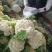 【荐】花菜徐州白面青梗松花菜大量上市一手货源量大
