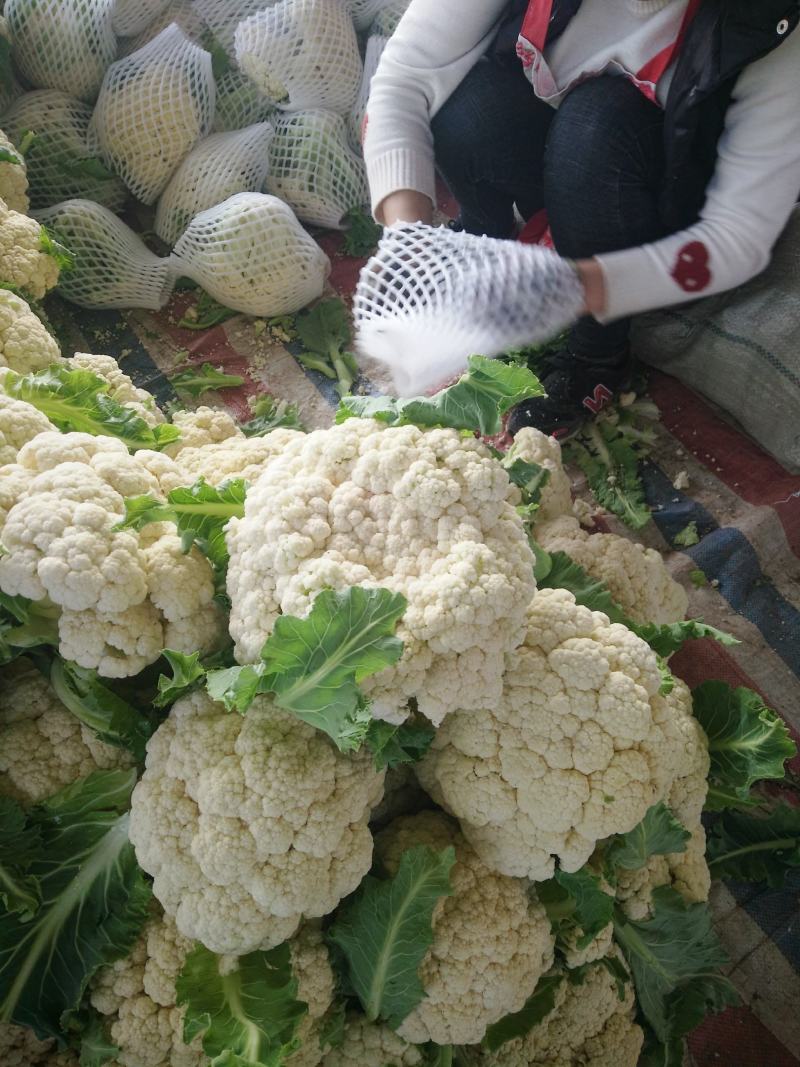 【荐】花菜徐州白面青梗松花菜大量上市一手货源量大
